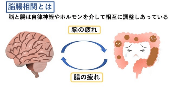 腸脳相関の図