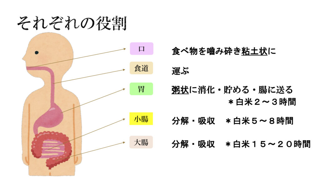 消化のイラスト