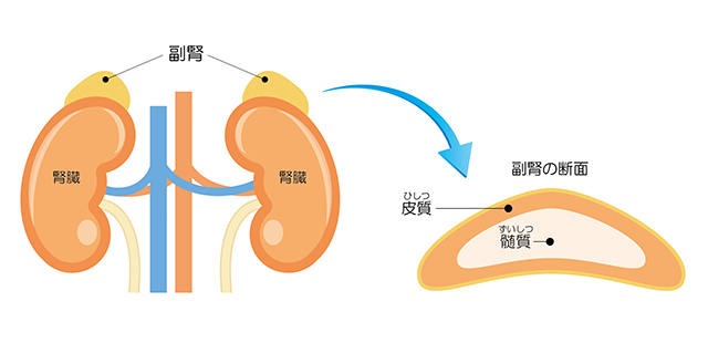 副腎のイラスト