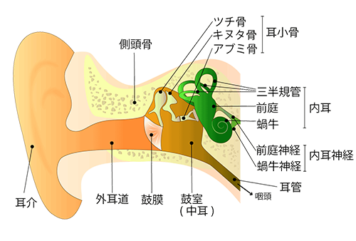 耳の構造