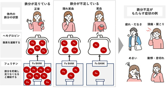 貯蔵鉄の働きイラスト